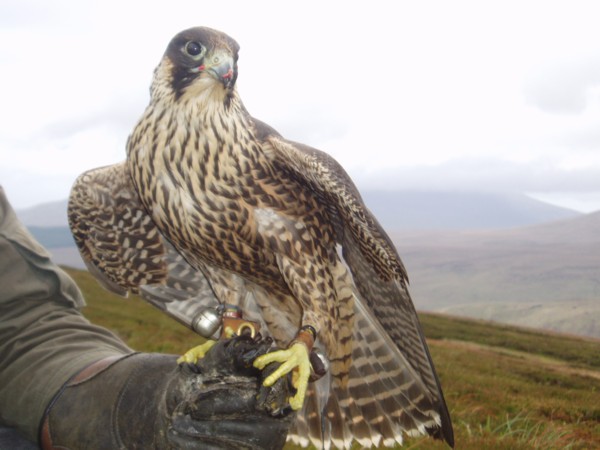 imature peregrine falcon