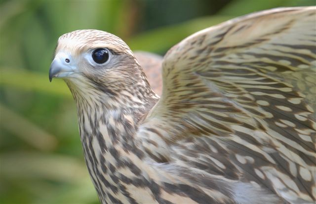 carnie imature male saker