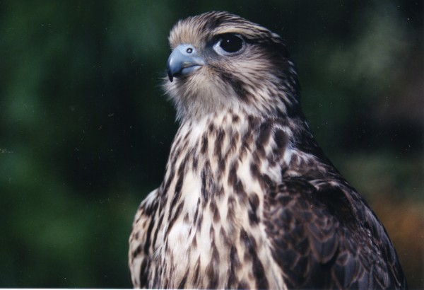 Saker falcon