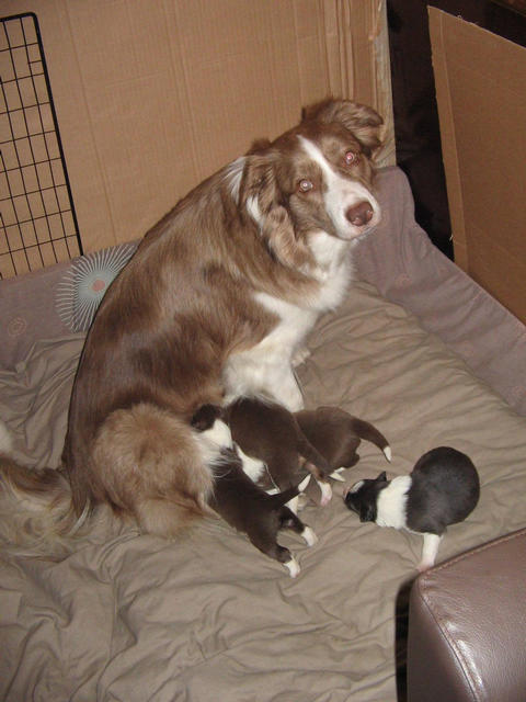 Mum