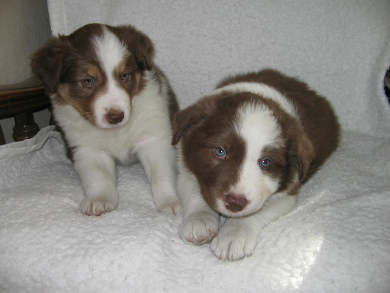 Dog pups