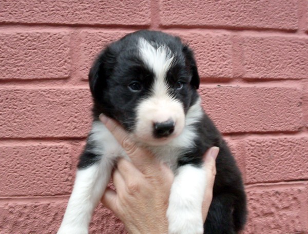 Diesel
