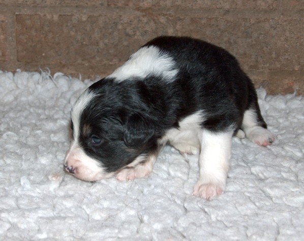 Bitch pup 1