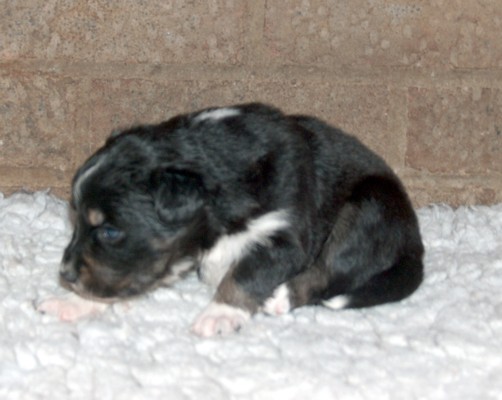 Bitch pup 2