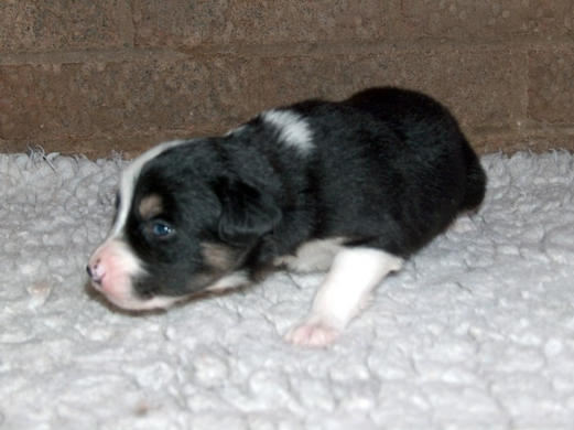 Bitch pup 3