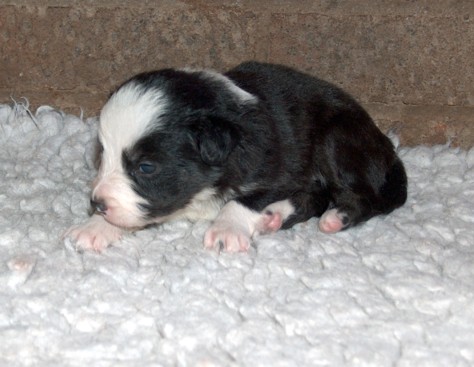 Bitch pup 4