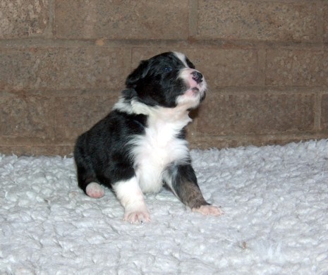 Dog pup 1