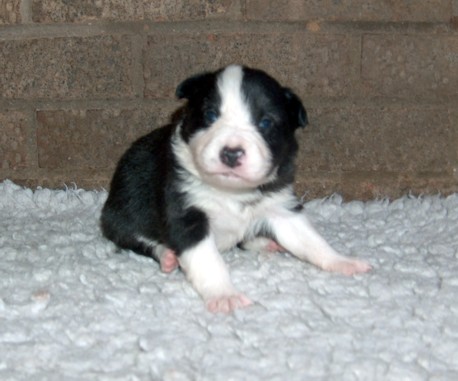 Dog pup 2