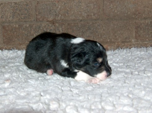 Dog pup 3