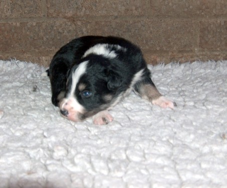 Dog pup 4
