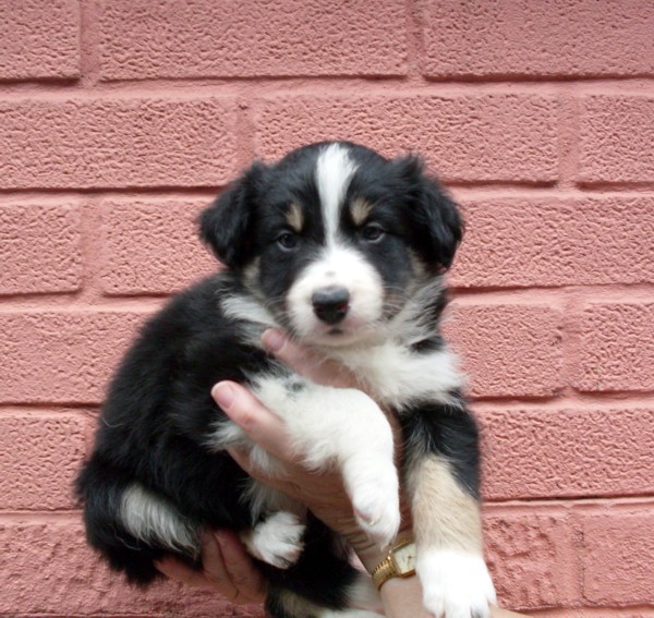 Alfie