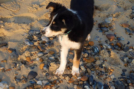 Alfie