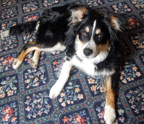 Alfie