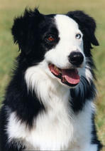Delanor Badger