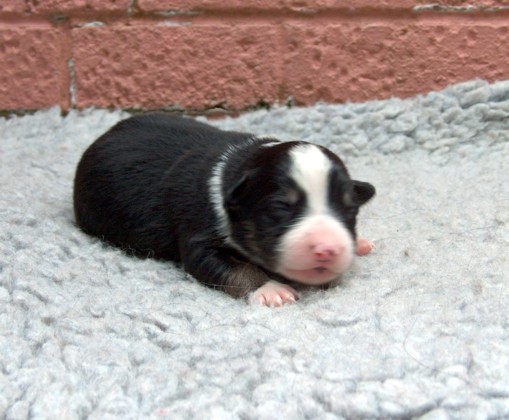 Bitch pup 1