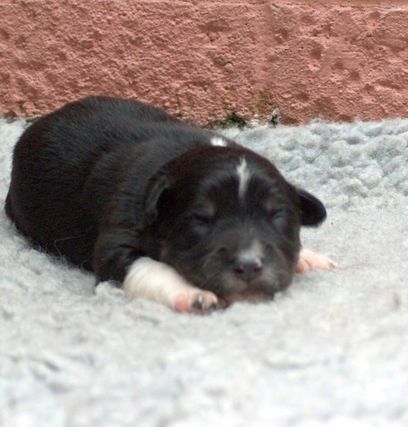 Bitch pup 2