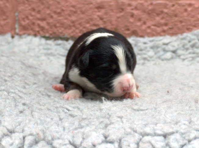 Bitch pup 3