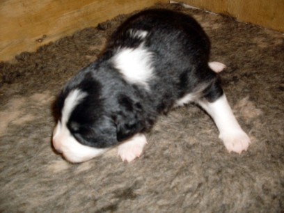 Bitch pup 2