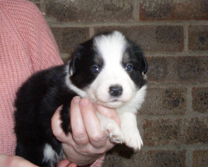 Millie