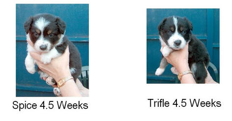 Bitch pups 4.5 weeks