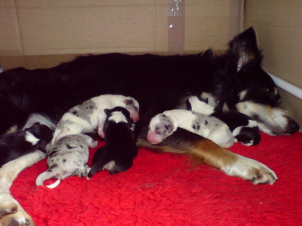Trifle & pups