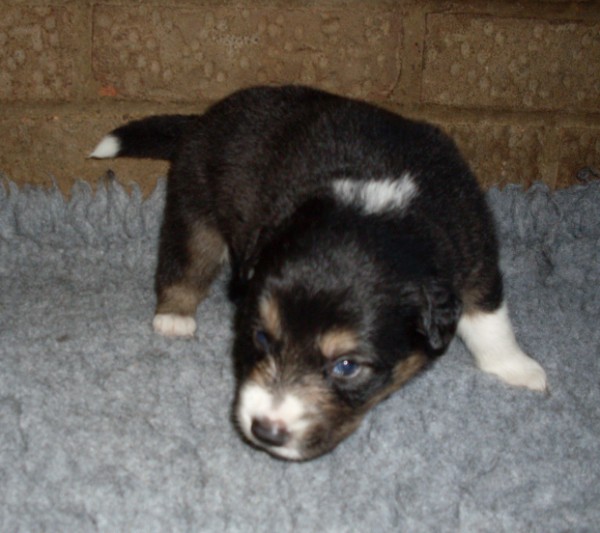 Dave 3 wks