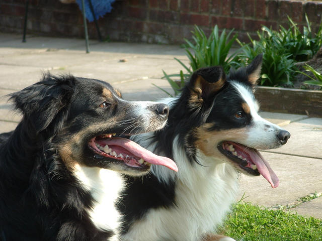 Diesel & Molly