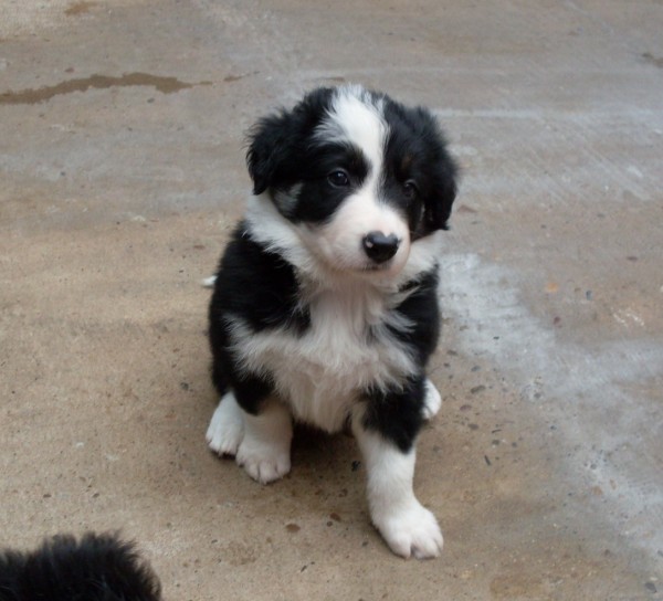 Dog 1