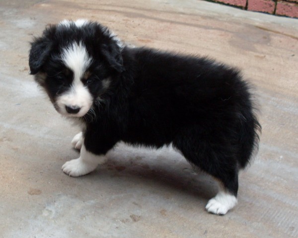 Dog 2
