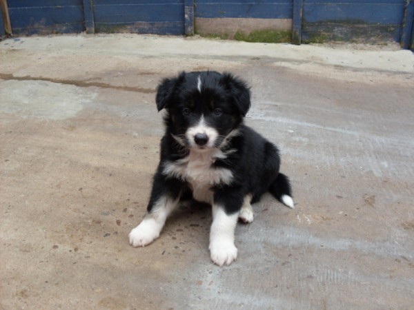 Dog 3