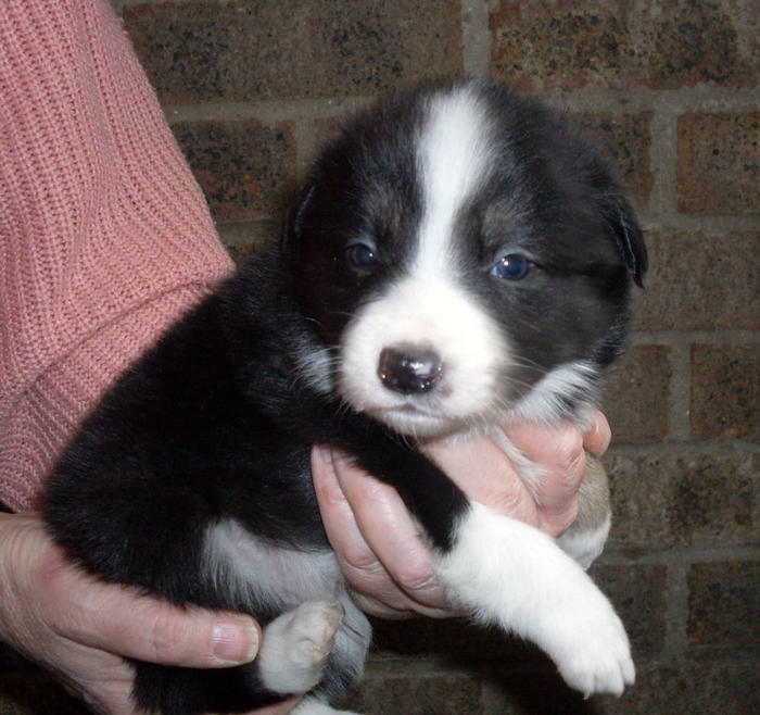 Archie