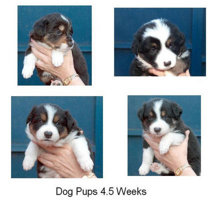Dog pups 4.5 weeks