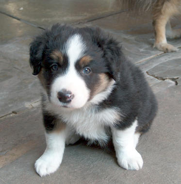 Dog pup 1