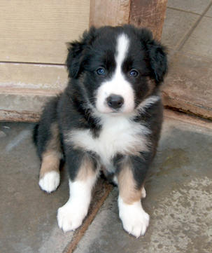 Dog pup 2