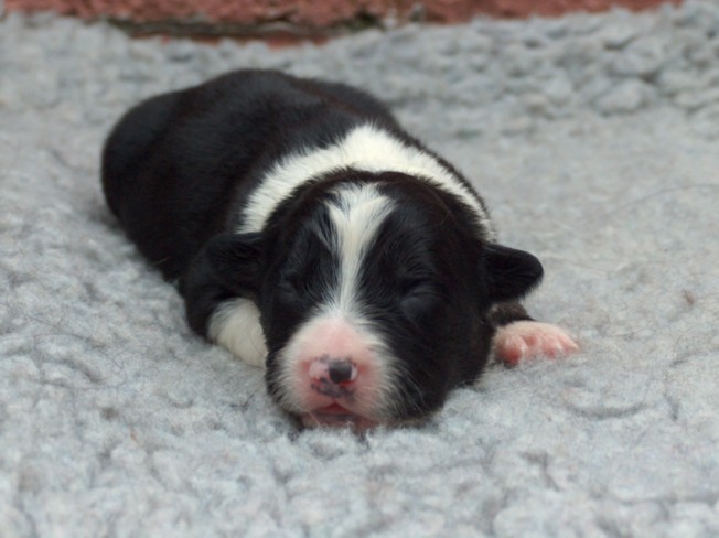 Dog pup 1