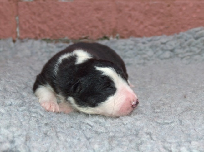 Dog Pup 2