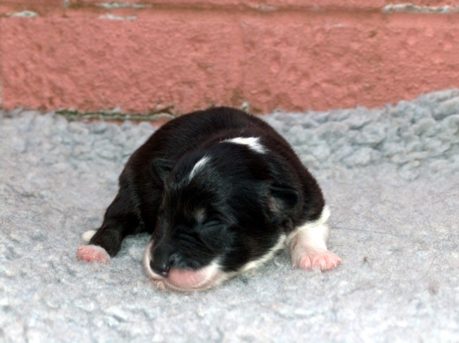 Dog pup 3