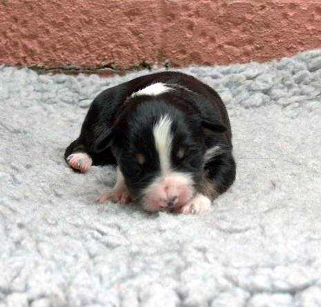 Dog pup 4