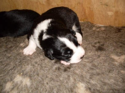 Dog pup 2