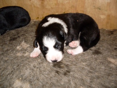 Dog pup 1