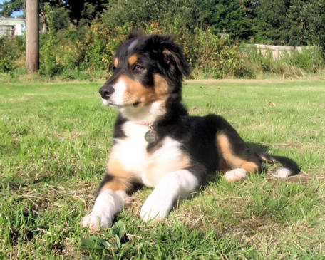 Fynn