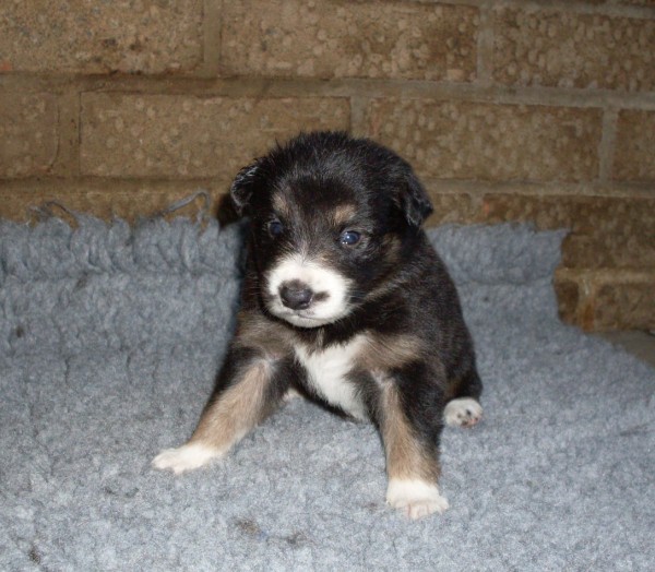 Gem 3 wks