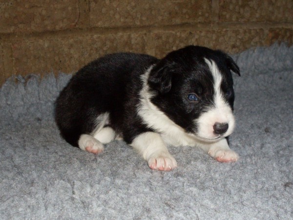 Ken 3 wks