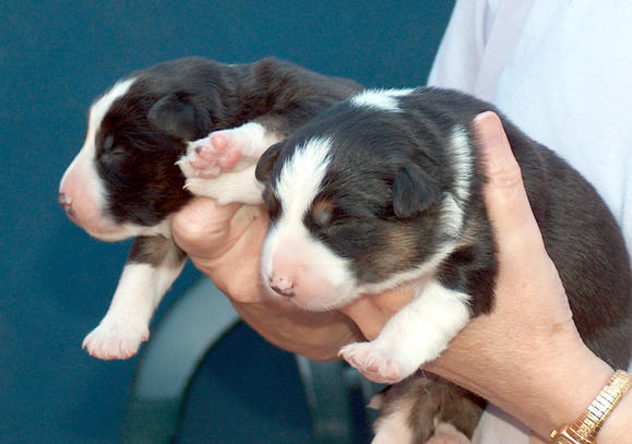 Pups 1 week