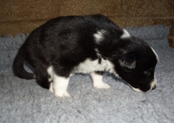 Lucy 3 wks