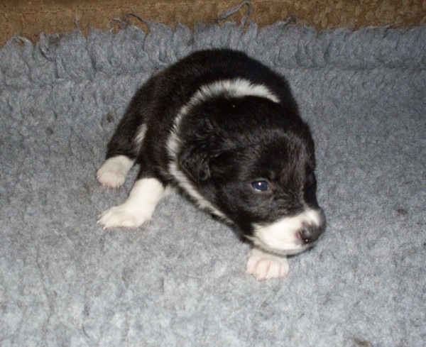 Meg 3 wks