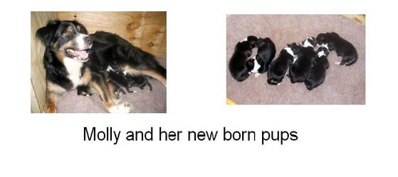 Molly & pups