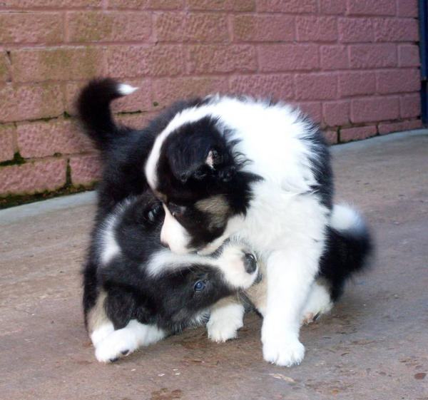 6 weeks