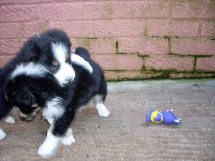 6 weeks