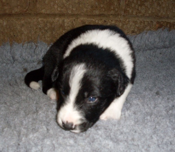Sam 3 wks